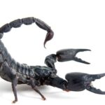 Spiritual Meaning of Scorpion