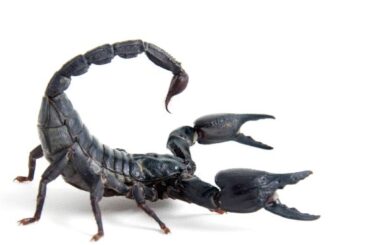 Spiritual Meaning of Scorpion