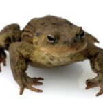 Spiritual Meaning of Toads