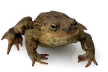 Spiritual Meaning of Toads