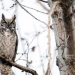 Spiritual Meanings Of An Owl Crossing Your Path