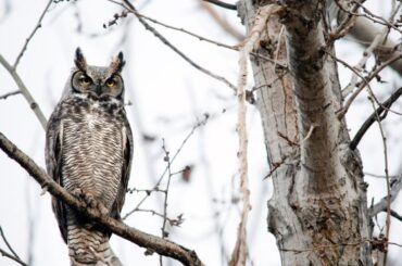 Spiritual Meanings Of An Owl Crossing Your Path