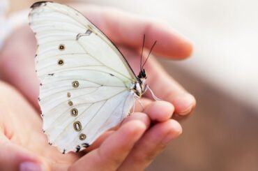 Spiritual Meanings Of Seeing A White Butterfly