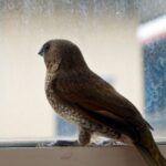 Spiritual Meanings of Bird Flies Into Your Window