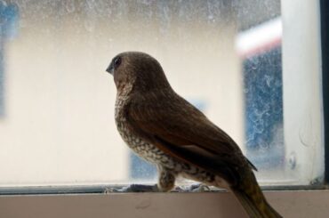 Spiritual Meanings of Bird Flies Into Your Window