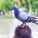 Spiritual Meanings of Bird Lands on Your Head