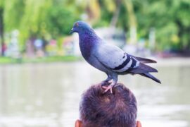Spiritual Meanings of Bird Lands on Your Head
