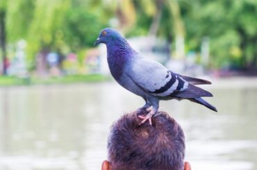 Spiritual Meanings of Bird Lands on Your Head