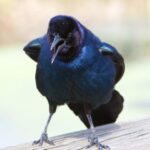 Spiritual Meanings of Blackbird