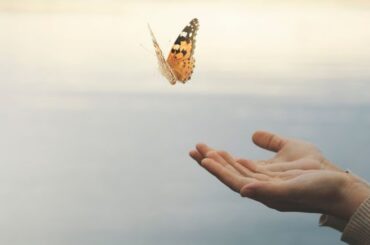 Spiritual Meanings of Butterfly Landing On You