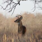 Spiritual Meanings of Deer Staring at You