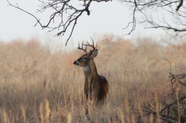 Spiritual Meanings of Deer Staring at You