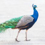 Spiritual Meanings of Peacock Crossing Your Path