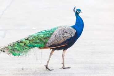 Spiritual Meanings of Peacock Crossing Your Path