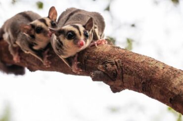 Spiritual Meanings of Possum