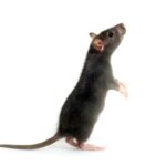 Spiritual Meanings of Rats