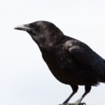 Spiritual Meanings of Seeing A Black Crow