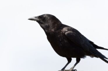 Spiritual Meanings of Seeing A Black Crow