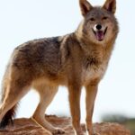 Spiritual Meanings of Seeing A Coyote