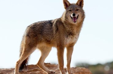 Spiritual Meanings of Seeing A Coyote