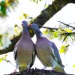 Spiritual Meanings of Seeing Two Grey Doves