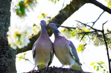 Spiritual Meanings of Seeing Two Grey Doves