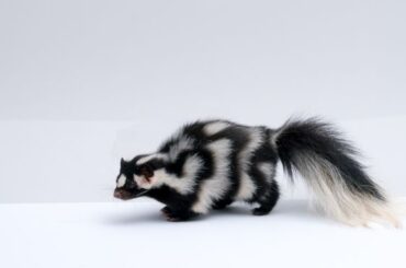 Spiritual Meanings of Skunks