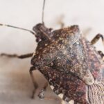 Spiritual Meanings of Stink Bugs