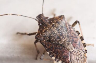 Spiritual Meanings of Stink Bugs