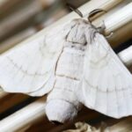 Spiritual Meanings of White Moths