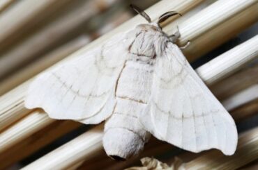 Spiritual Meanings of White Moths