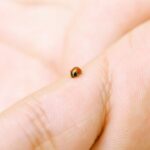 Spiritual Meanings of a Ladybug Landing On You