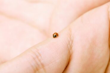 Spiritual Meanings of a Ladybug Landing On You