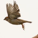 Spiritual Meanings of a Sparrow Visiting You