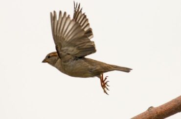 Spiritual Meanings of a Sparrow Visiting You