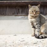 Spiritual Meanings of a Stray Cat Following You