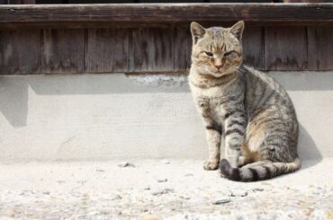 Spiritual Meanings of a Stray Cat Following You