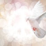 Spiritual Meanings of a White Dove