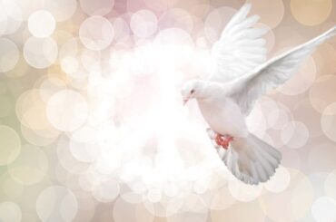 Spiritual Meanings of a White Dove