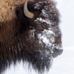 Spiritual Meanings of bison