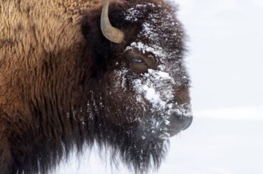 Spiritual Meanings of bison