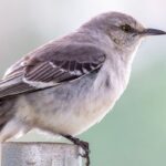 Spiritual Meanings of the Mockingbird