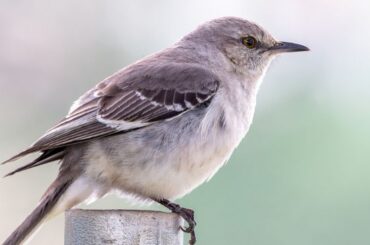 Spiritual Meanings of the Mockingbird