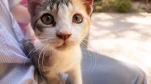 Stray Cat Coming to Your House