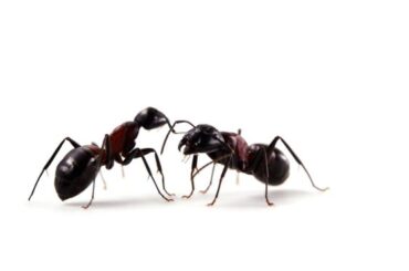 Symbolism of Ants