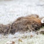 The Spiritual Meaning and Symbolism of Dead Rabbits