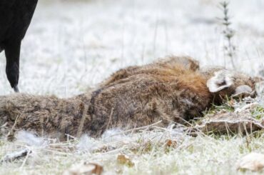 The Spiritual Meaning and Symbolism of Dead Rabbits