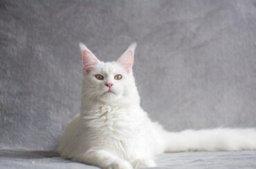 White Cat Spiritual Meaning