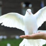 White Pigeon Spiritual Meaning and Symbolism