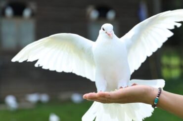 White Pigeon Spiritual Meaning and Symbolism